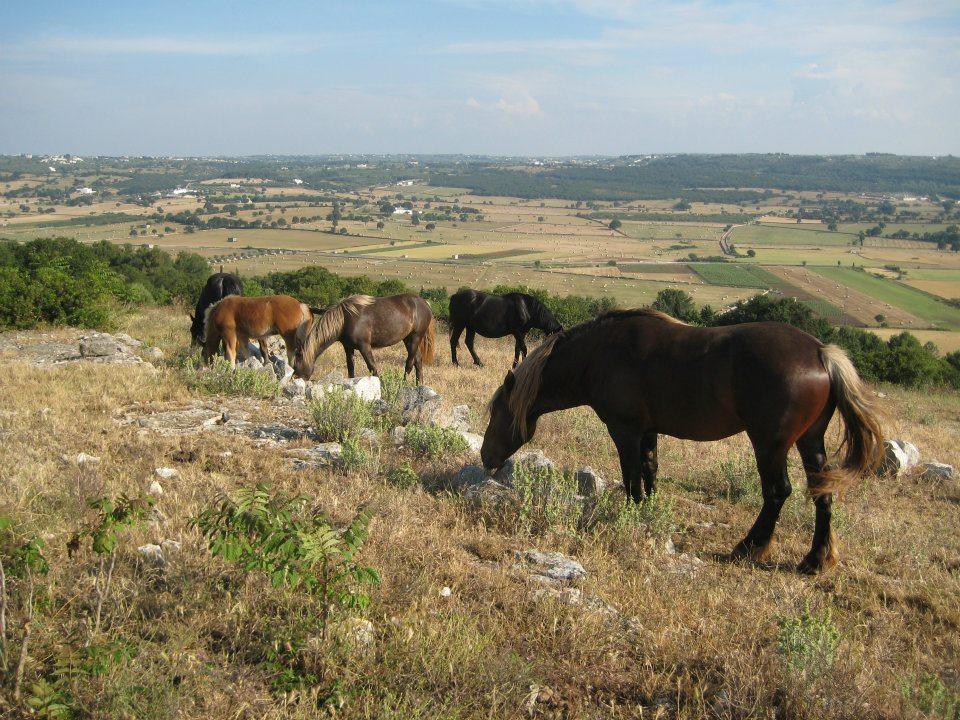 Le Dimore Della Via Lattea Αλμπερομπέλο Εξωτερικό φωτογραφία